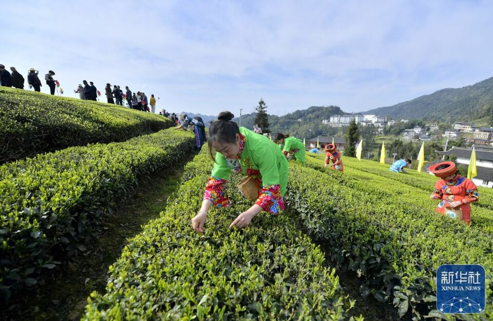 茶园景区赛采茶