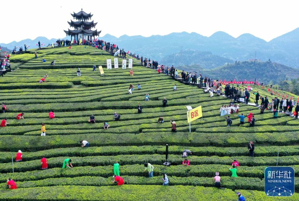 茶园景区赛采茶