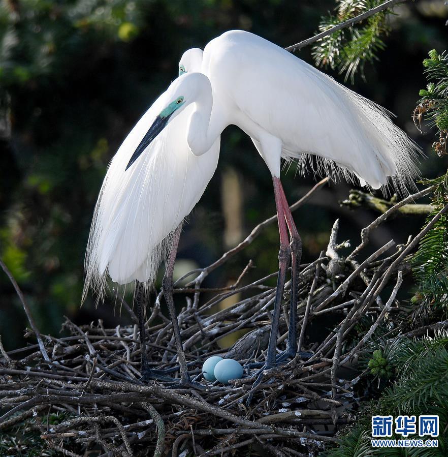 鄱阳湖畔白鹭进入孵化繁殖期