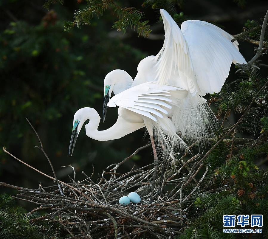 鄱阳湖畔白鹭进入孵化繁殖期