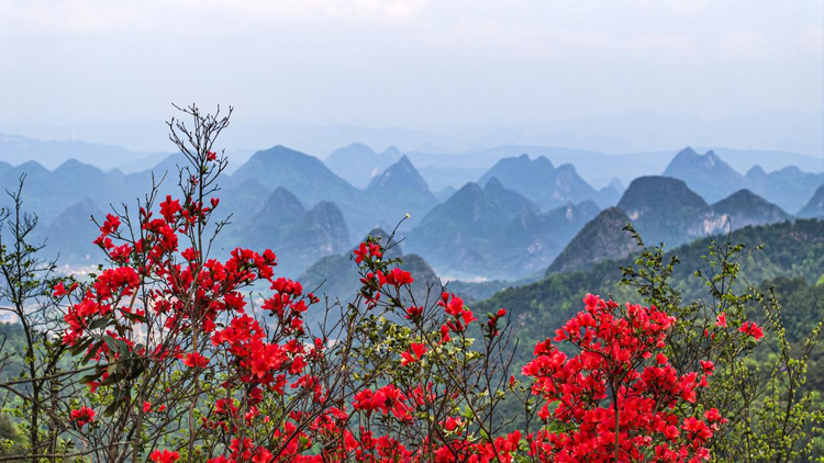 广西桂林：春日尧山开出一片杜鹃花红_fororder_图片2