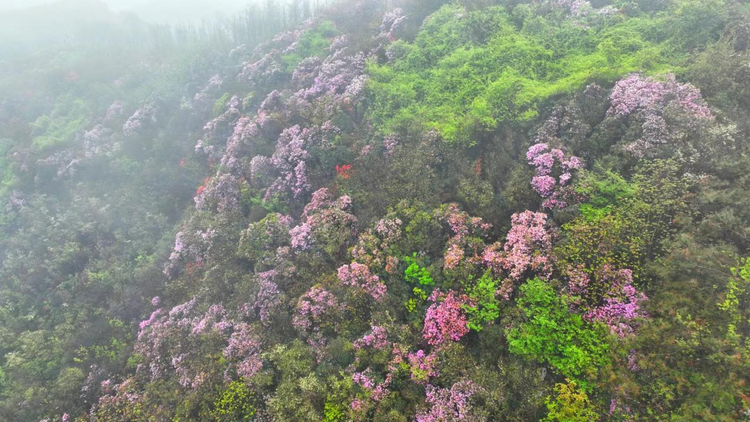 广西桂林：春日尧山开出一片杜鹃花红_fororder_图片5