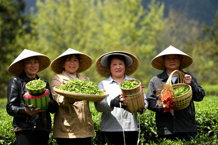 广西龙胜：茶农抢采明前茶_fororder_3月28日，在广西桂林市龙胜各族自治县平等镇昌背村，茶农在展示采摘到的春茶。.JPG