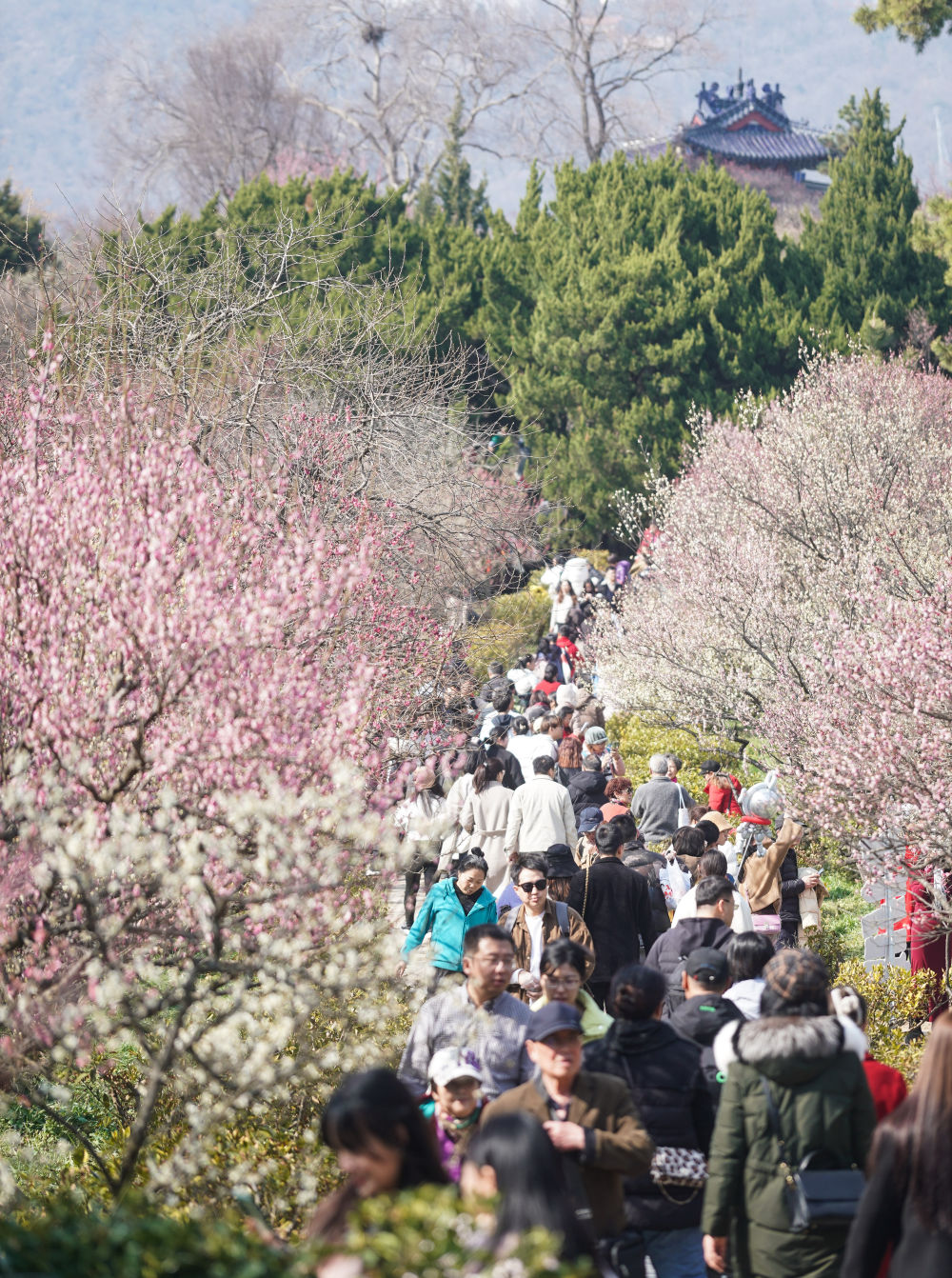 江苏南京：梅花山上花烂漫