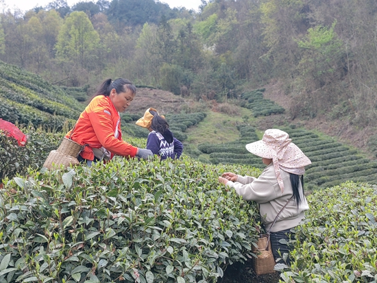 贵州都匀：雪芽吐绿泛茶香 茶农抢“鲜”采茶忙_fororder_IMG_20240326_154453