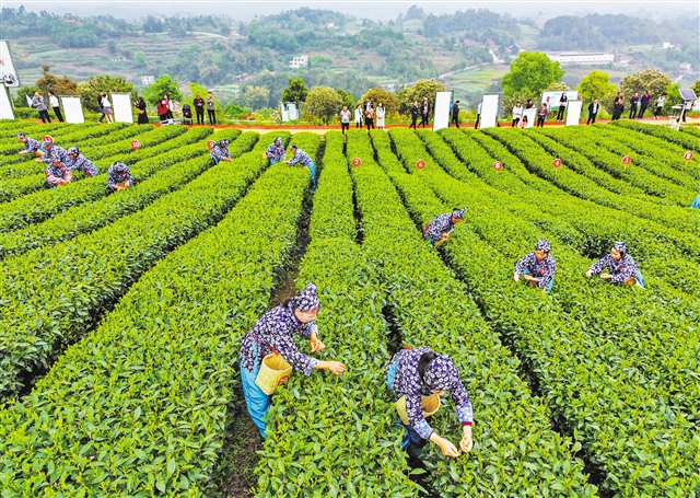 泸永江共建100万亩优质茶叶产业带 川渝采茶选手显身手