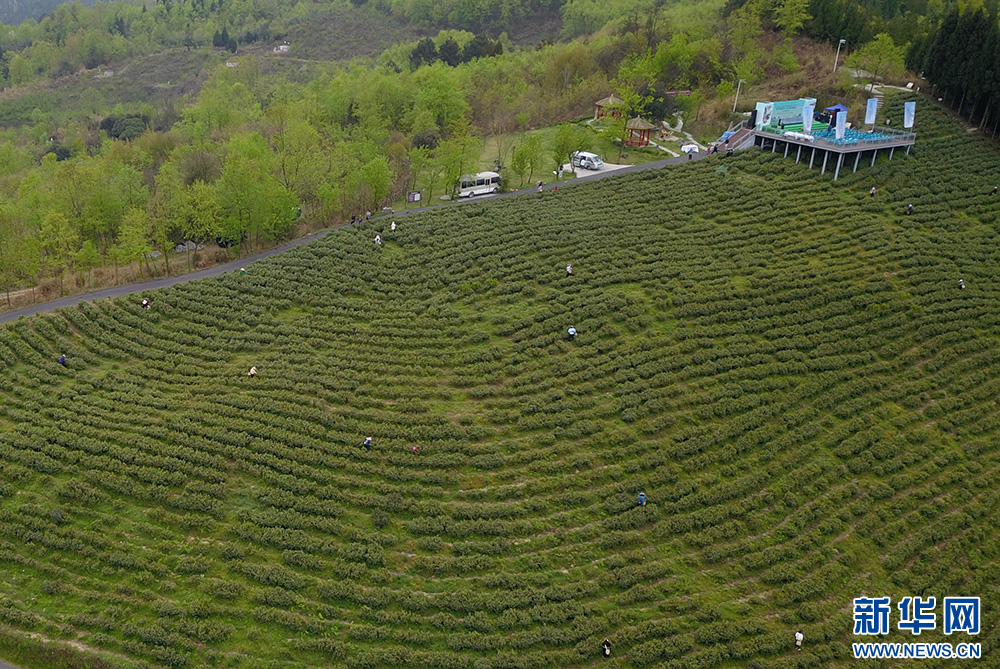 贵阳：美景茶香引客来