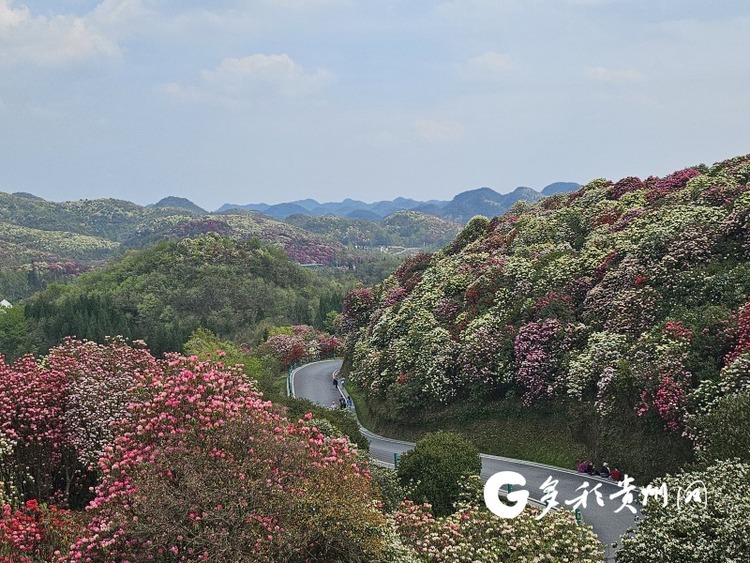 “多彩贵州·花漾中国”网络传播接力 百里杜鹃接过“接力棒”