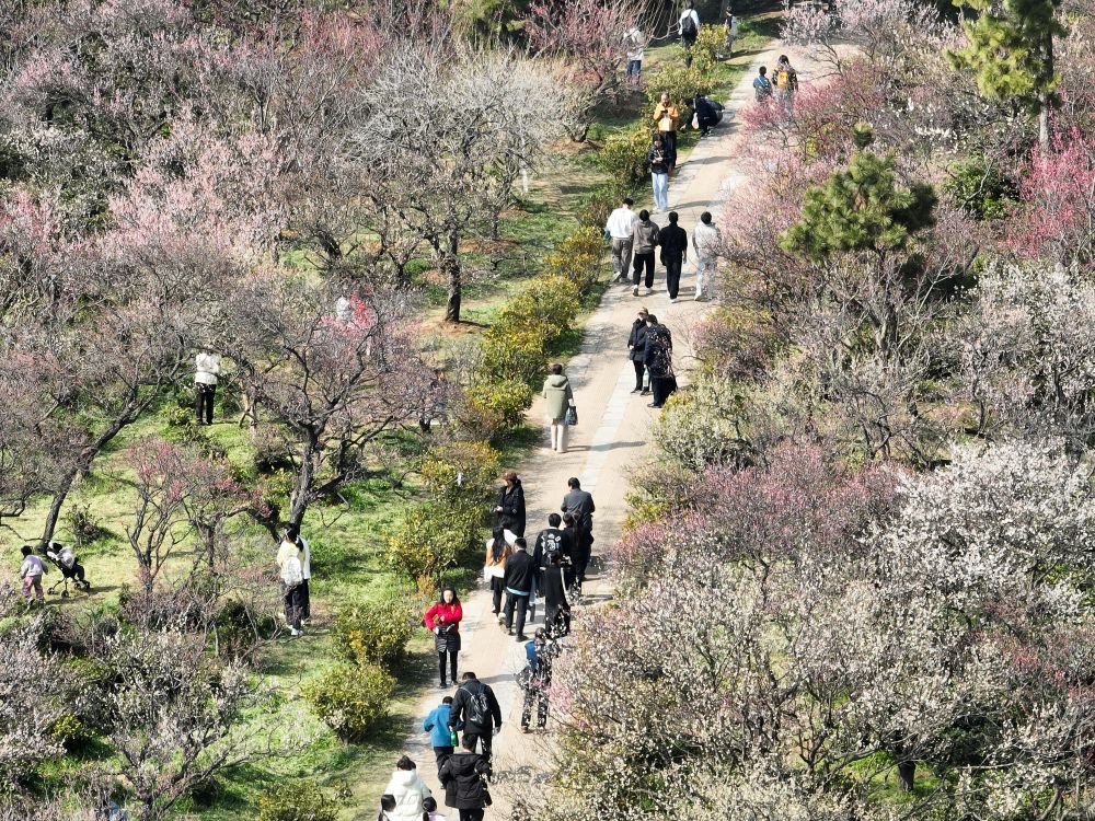 江苏南京：梅花山上花烂漫