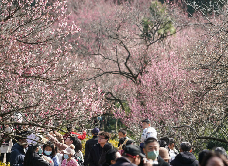 江苏南京：梅花山上花烂漫