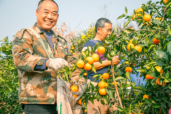 自贡荣县：春日柑橘走出国门_fororder_村民采摘柑橘1