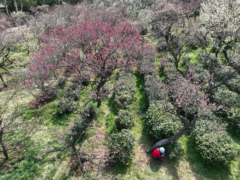 江苏南京：梅花山上花烂漫