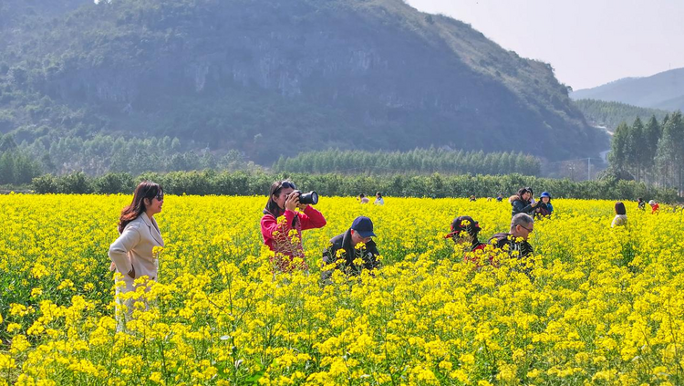 桂林灵川：千亩油菜花开出春日好风光_fororder_图片4