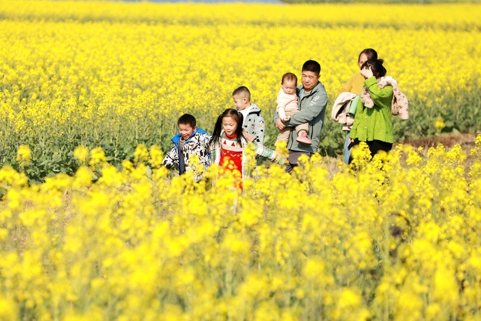 贵州天柱：油菜花开引客来_fororder_游客在凤城大坝油菜花田间踏青赏花2