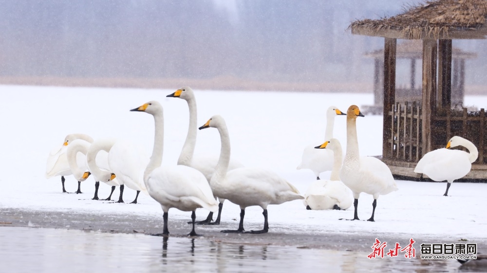 天鹅迎雪舞蹁跹 张掖湿地公园如童话世界_fororder_8