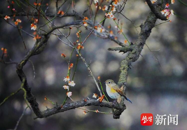 南京梅花山梅花绽放 引来多种鸟儿变乐园