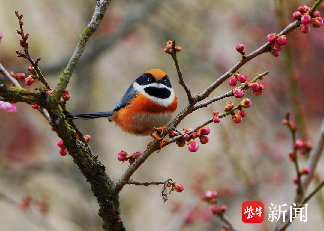 南京梅花山梅花绽放 引来多种鸟儿变乐园