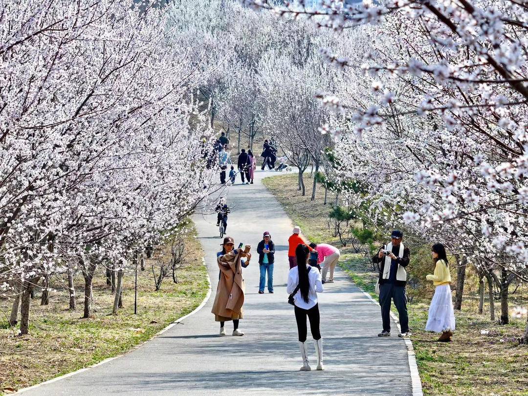 大连：林花皆似锦，尽是看花人