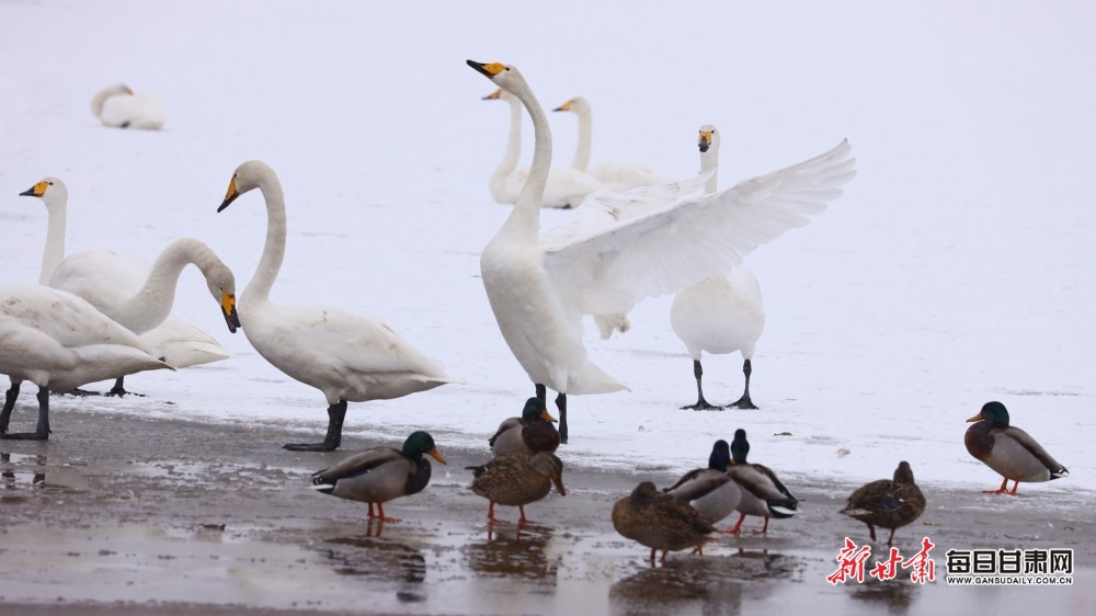 天鹅迎雪舞蹁跹 张掖湿地公园如童话世界_fororder_6