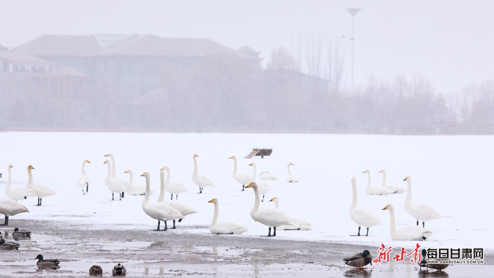 天鹅迎雪舞蹁跹 张掖湿地公园如童话世界_fororder_1