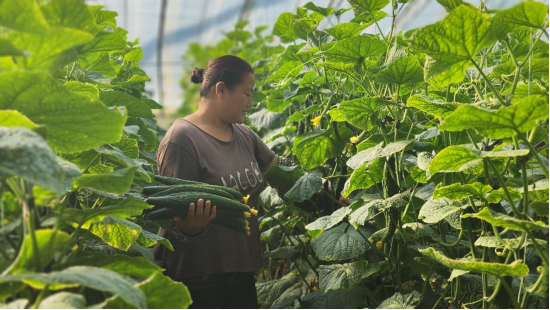 石家庄无极：大棚种植筑起乡村振兴路_fororder_石家庄无极：大棚种植筑起乡村振兴路菜产业“蔬”写农户致富路(1)111