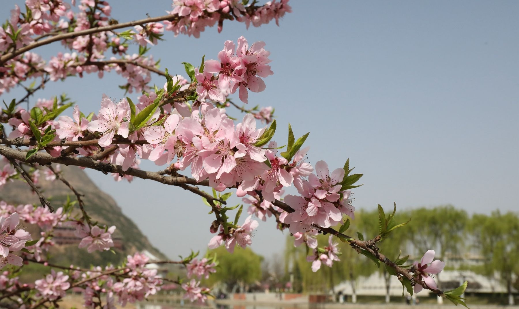 甘肃天水甘谷：花开似锦春意浓 踏青赏花正当时