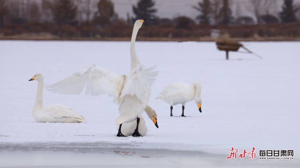 天鹅迎雪舞蹁跹 张掖湿地公园如童话世界_fororder_3