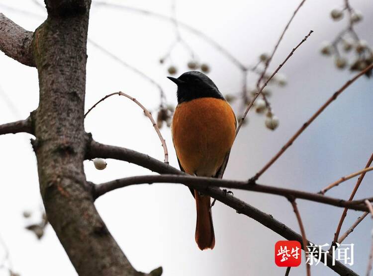 南京梅花山梅花绽放 引来多种鸟儿变乐园