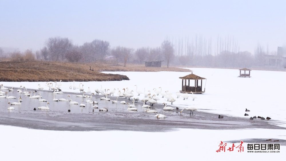 天鹅迎雪舞蹁跹 张掖湿地公园如童话世界_fororder_9