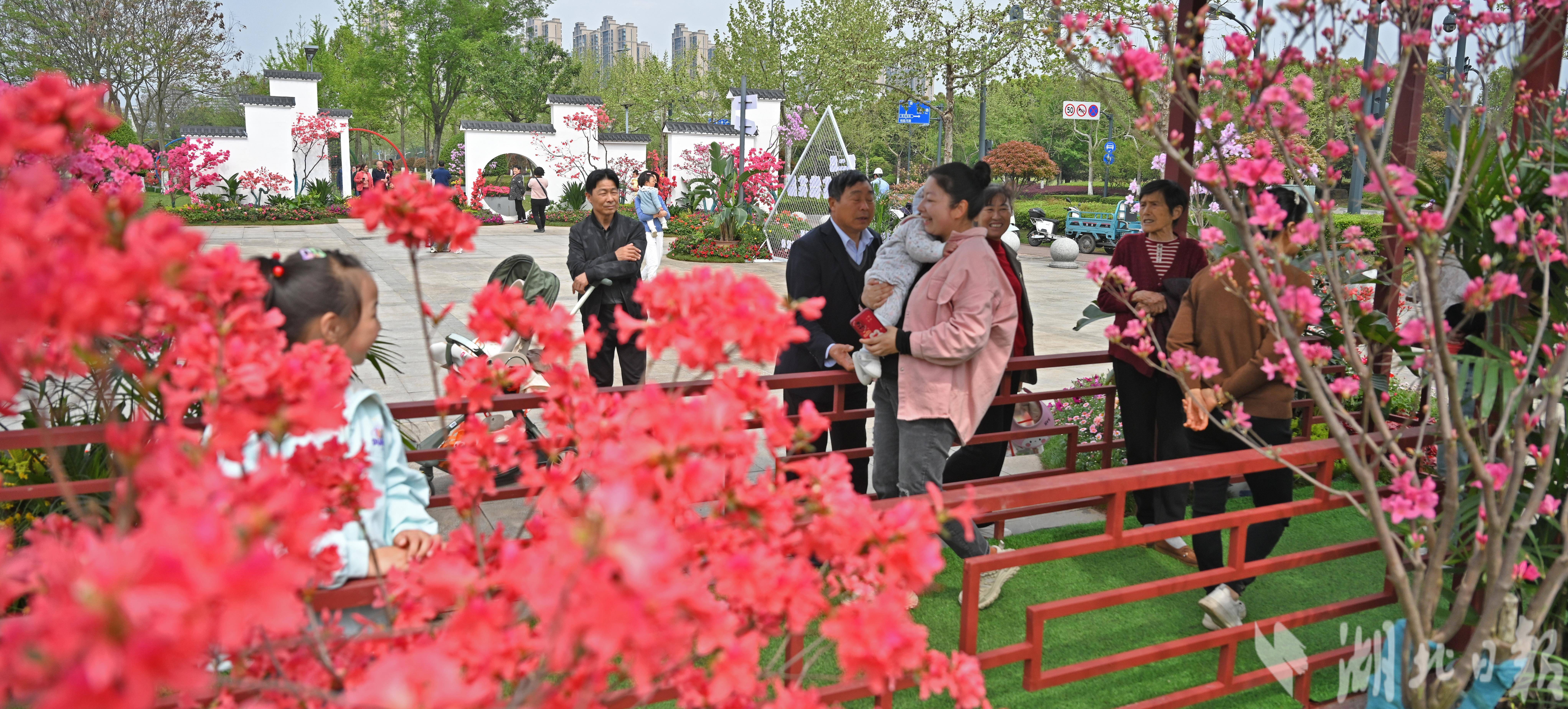 宜昌湿地公园办起名贵杜鹃花展