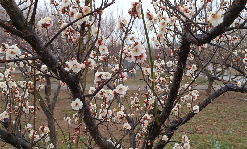 【春日里的河南】中国（郑州）首届黄河梅花文化节开幕_fororder_图片1