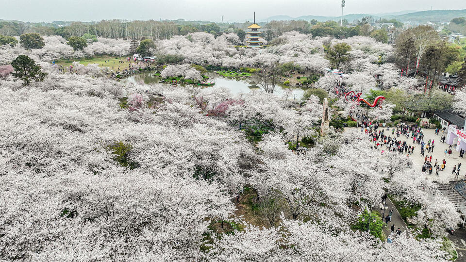 东湖樱花园3月7日开园 开通三大赏樱专线