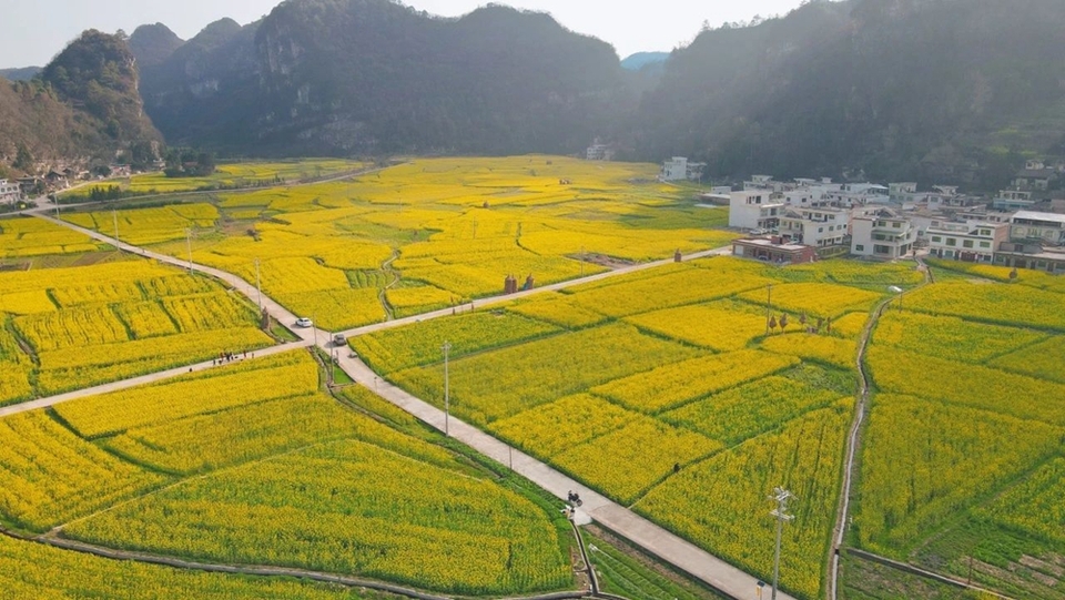 贵州都匀平浪镇：春色正浓 花开烂漫 邀你共赴一场花海盛宴_fororder_微信图片_20240308121228