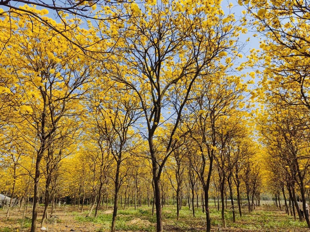 北海合浦：黄花风铃木迎春绽放_fororder_图片1