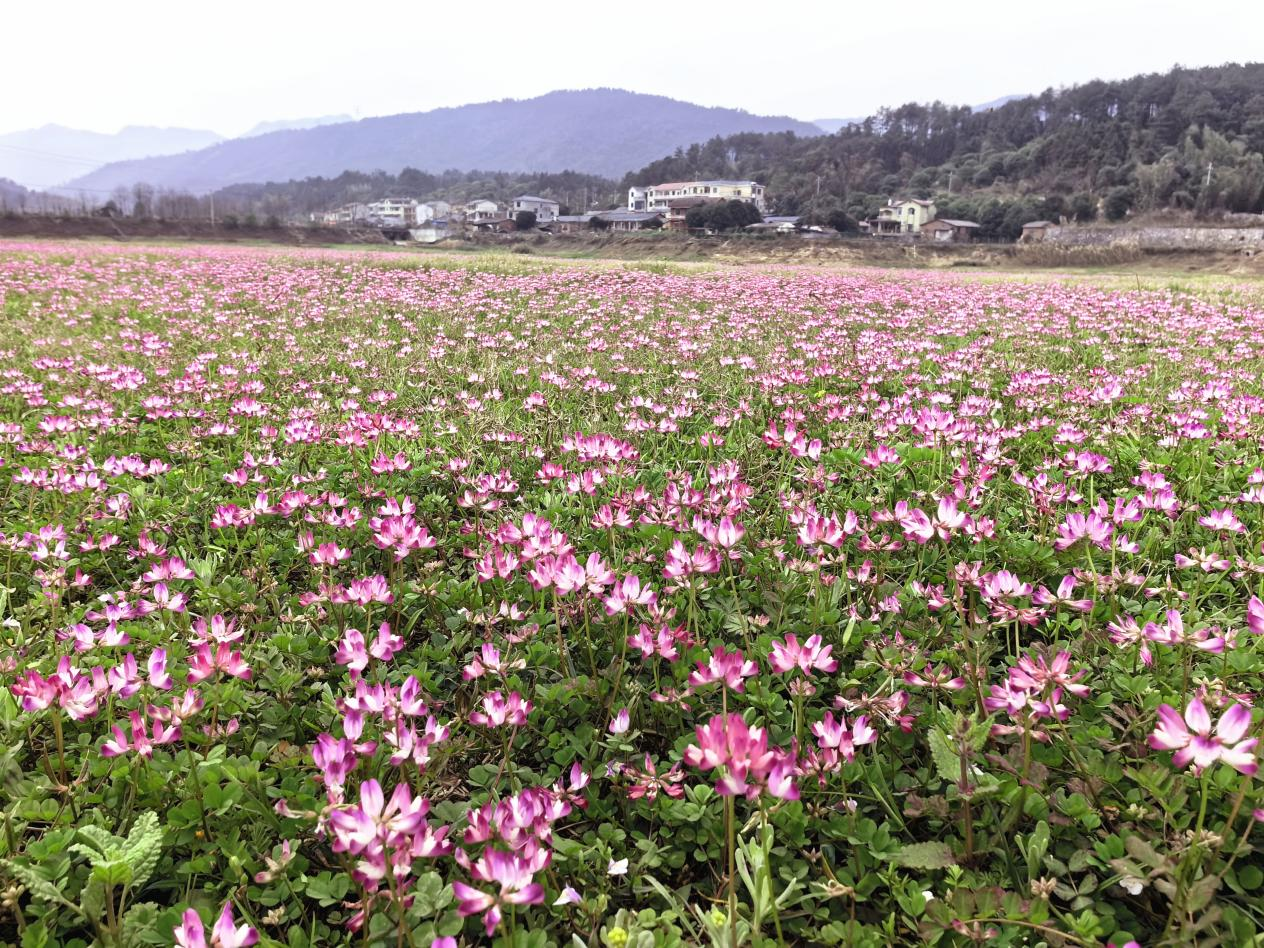 桂林灵川：千亩紫云英花开成海引客来_fororder_图片11