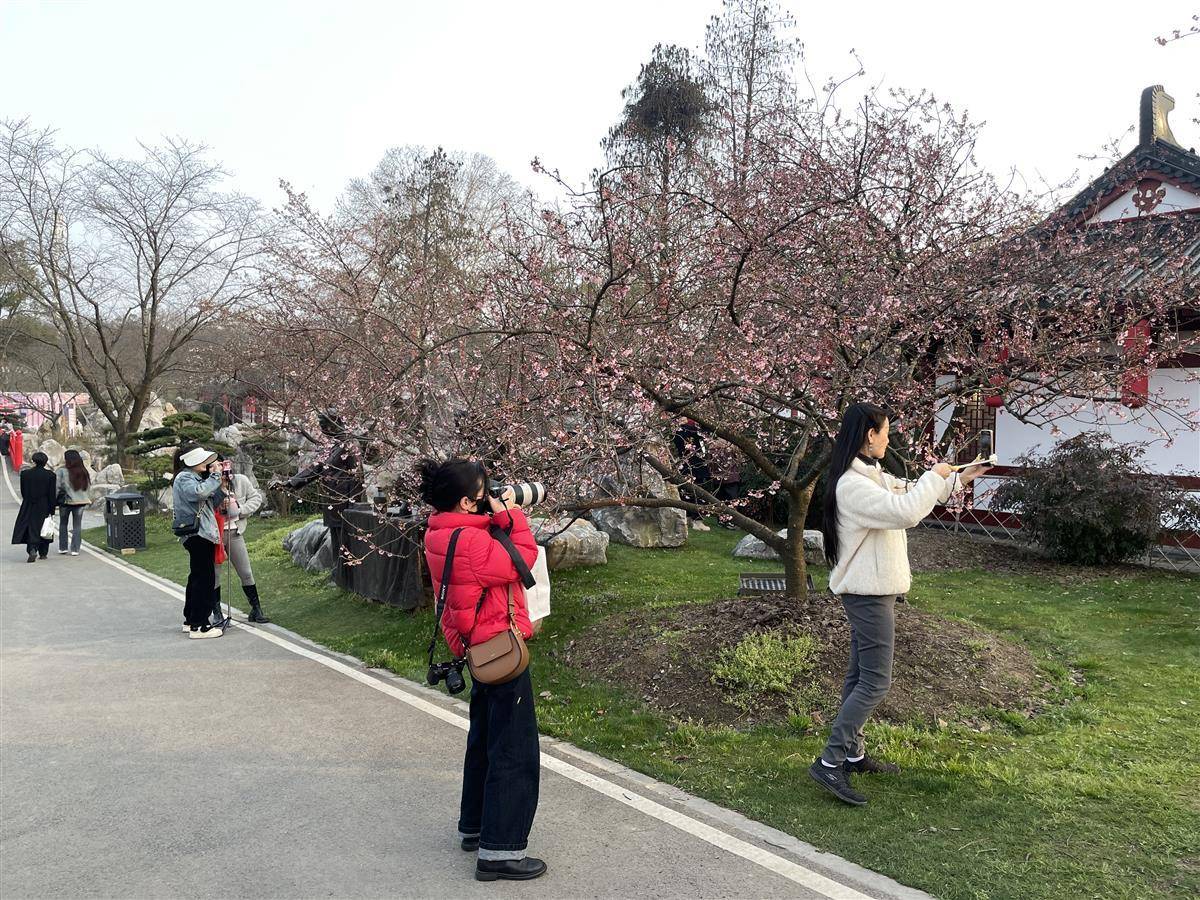 武汉东湖樱花节浪漫开幕