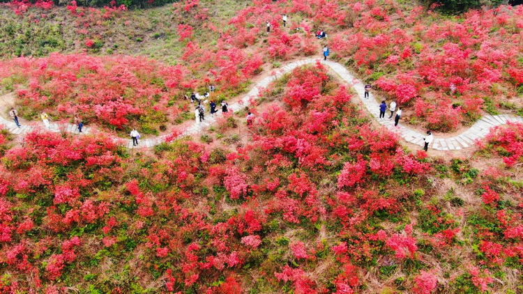 广西灵川：杜鹃花开映山红_fororder_图片2