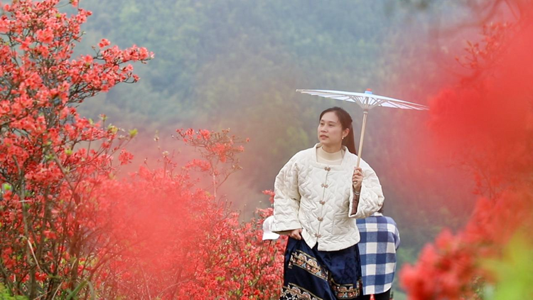 广西灵川：杜鹃花开映山红_fororder_图片5