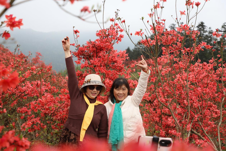 广西灵川：杜鹃花开映山红_fororder_图片6