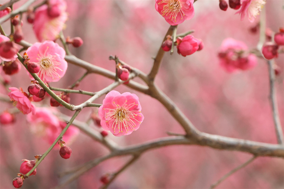 郑州：千金梅岭 “繁花”开