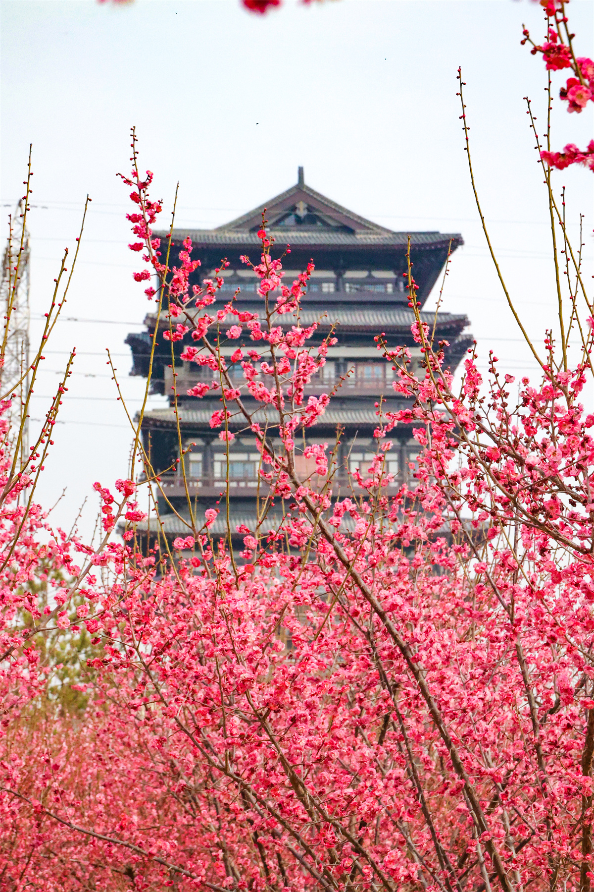 郑州：千金梅岭 “繁花”开