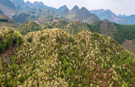 贵州水城：杜鹃芳菲 山花灿漫_fororder_图片2