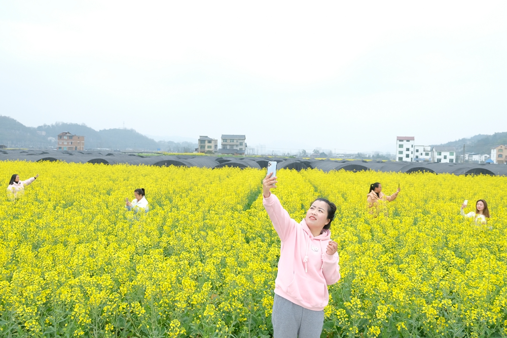 贵州天柱：油菜花开灿若金_fororder_游客在凤城万亩大坝新和村油菜花基地打卡拍照.JPG