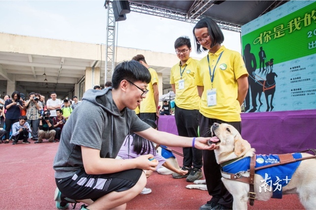 看广州首只导盲犬如何带视障人士“穿越拥挤人潮”