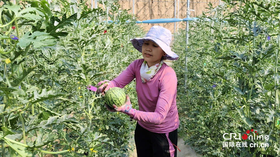 【奋斗在希望的春天里】 陕西大荔：吊篮西瓜抢鲜上市 甜了“舌尖”富了瓜农_fororder_微信图片_20240411152658