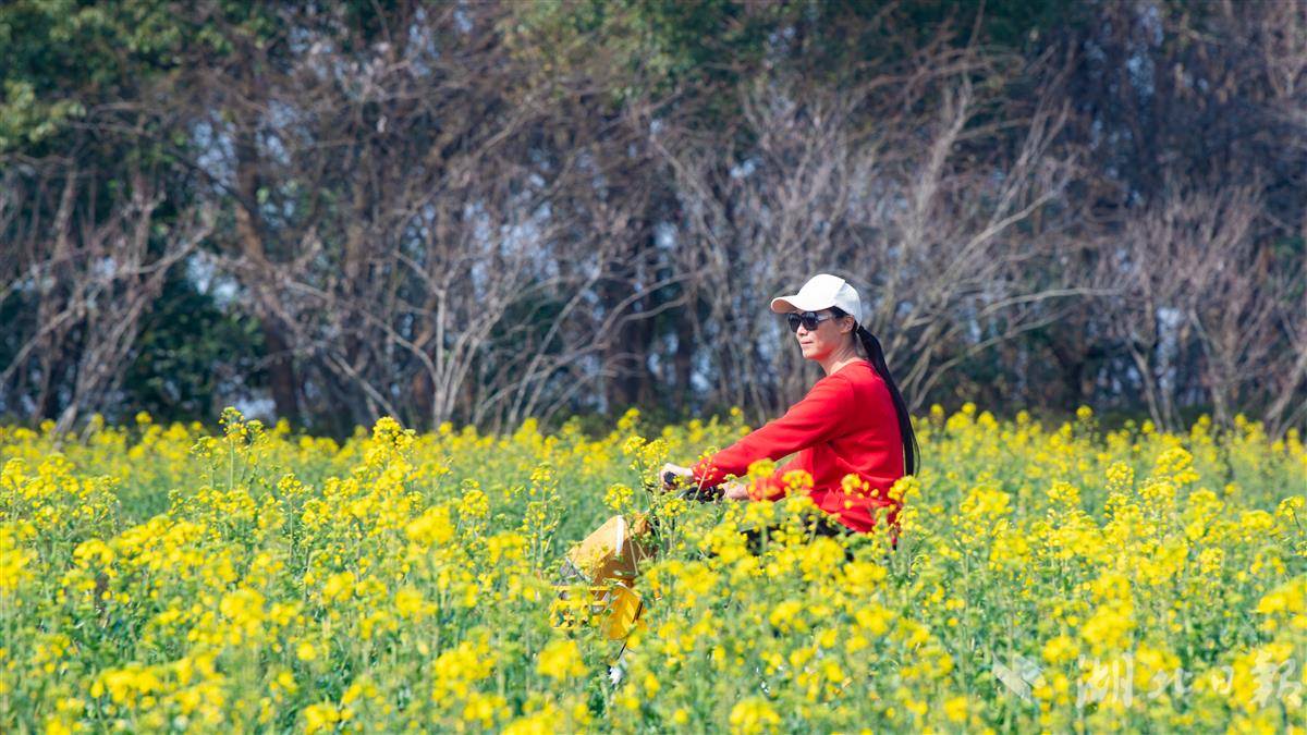 武汉万国公园油菜花海惹人醉