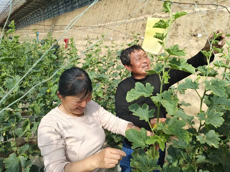 渭南市大荔县：大棚春光好 瓜农育甜蜜_fororder_微信图片_20240311112010