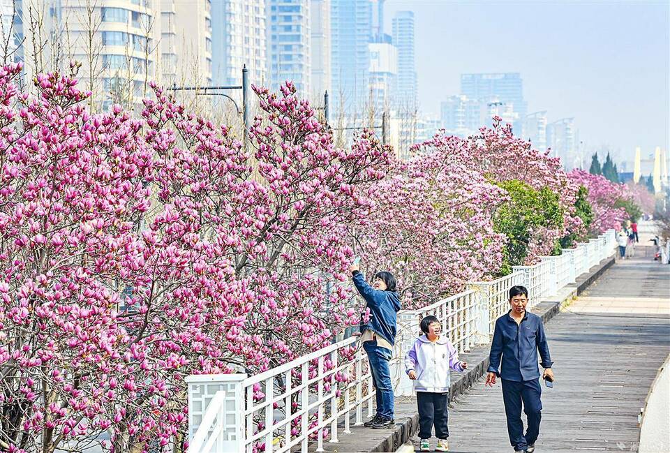 到汉口江滩看玉兰花海