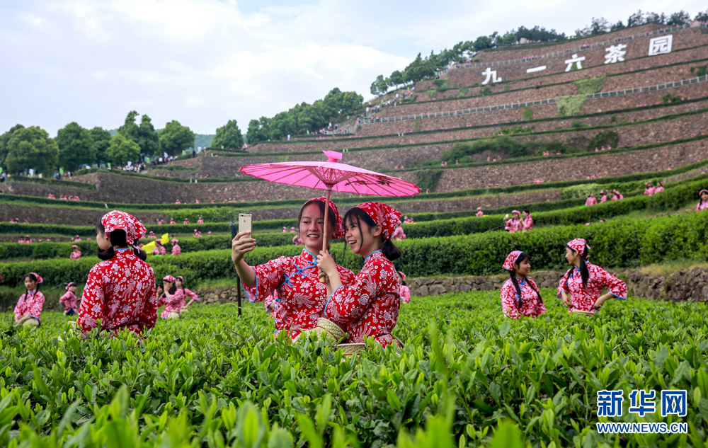 安徽：传奇“兰花”又飘香 万亩茶园入画来