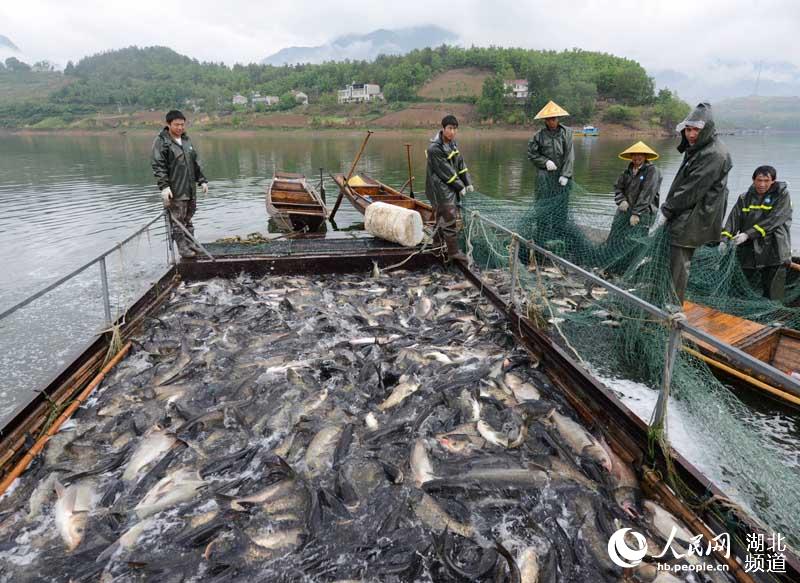 湖北保康：水美鱼肥人欢笑